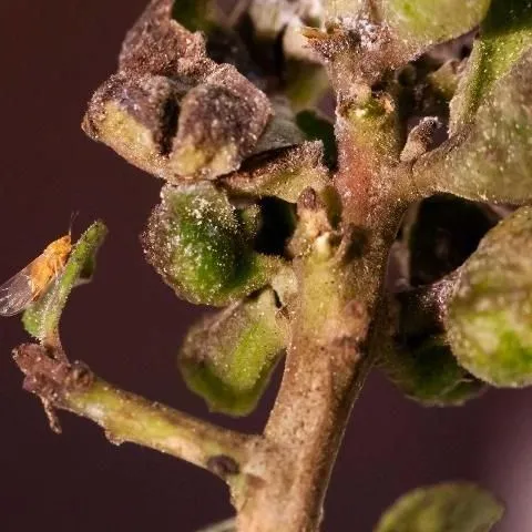 thumbnail for publication: Yaupon Psyllid Gyropsylla ilecis (Ashmead) (Insecta: Hemiptera: Aphalaridae)